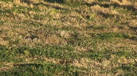 Gopher filling hole in time lapse Stock Footage 11352471