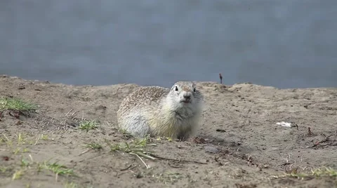 Gopher fluffy Stock Footage 64370116