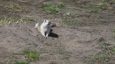 Gopher fluffy runs on the ground Video stock 64369981