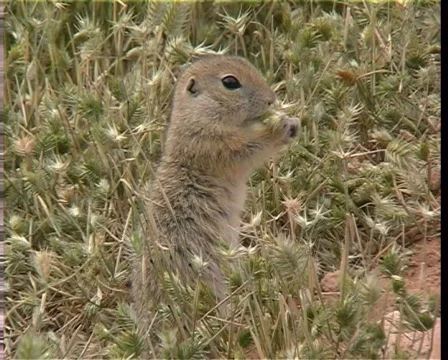 Gopher Stock Footage 570301
