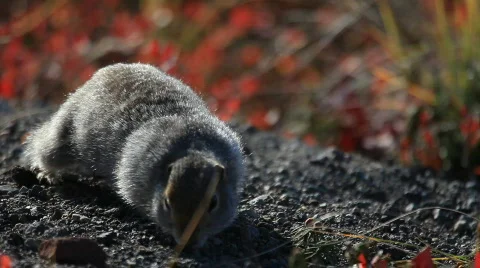 Gopher Video stock 590077