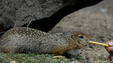 Gopher Stock Footage 848941
