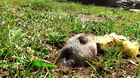 The Gopher Stock Footage 25601536