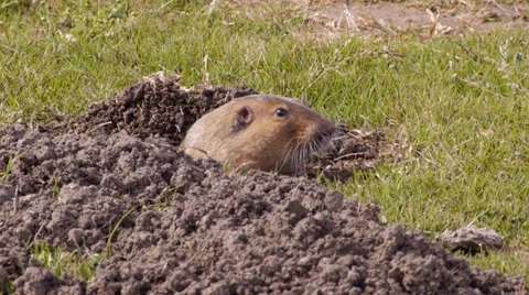 Gopher Stock Footage 35194407