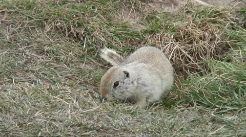 Gopher 库存影片 68680173