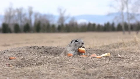 The gopher got out of the hole and eats an apple Stock Footage 173179320