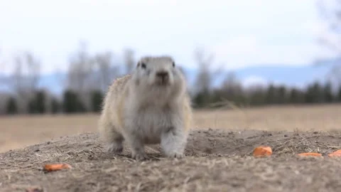 The gopher got out looked into the camera and ran away Stock Footage 173177800