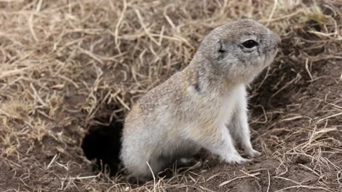 The gopher got out of the mink after winter Stock Footage 173177057