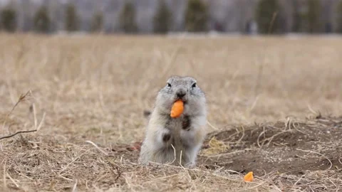 The gopher got out of the mink and eats a carrot Stock Footage 173178282
