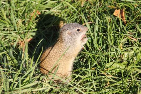Gopher in the Grass Stock Photos