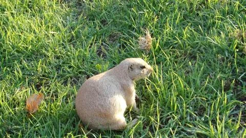 A gopher in the grass. Stock Photos