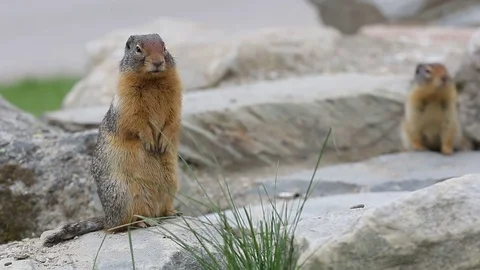 Gopher Ground Squirrel DOF Stock Footage 79412800