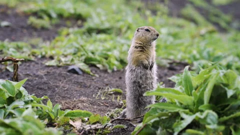 Gopher (ground squirrel). Stock Footage 96062995