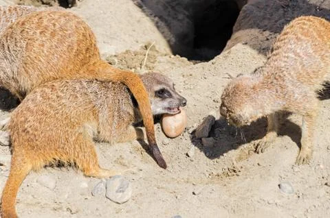 Gopher guards his prey Stock Photos