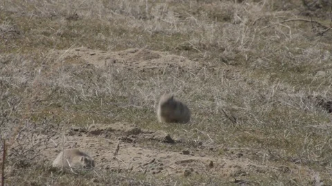 Gopher is heated under beams of the spring sun Stock Footage 74616408