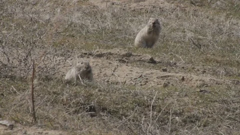 Gopher is heated under beams of the spring sun Stock Footage 74616886