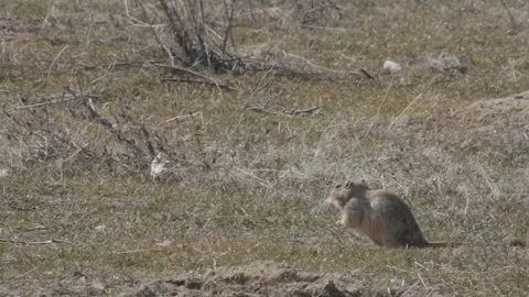 Gopher is heated under beams of the spring sun Stock Footage 74664006