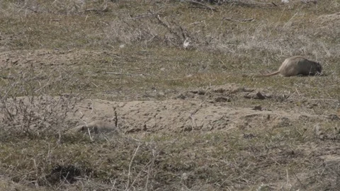 Gopher is heated under beams of the spring sun Stock Footage 74664348