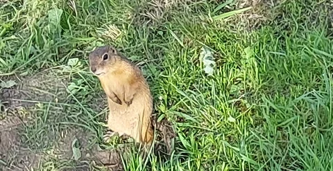 The gopher hides in its burrow Stock Footage 155405126
