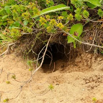 The gopher hole in the grass Stock Photos