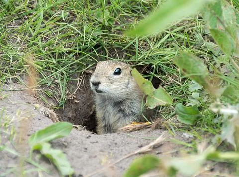 Gopher in the hole Stock Photos