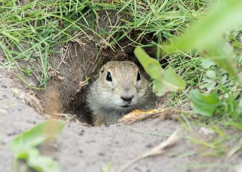 Gopher in the hole Stock Photos