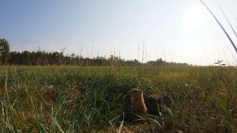 Gopher leaned out of his hole and stands motionless Stock Footage 111316114