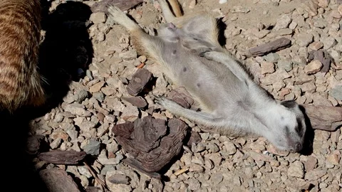 The gopher lies and pretends to be dead. Next to him digs a mink his confrere. T Stock Footage 93802563