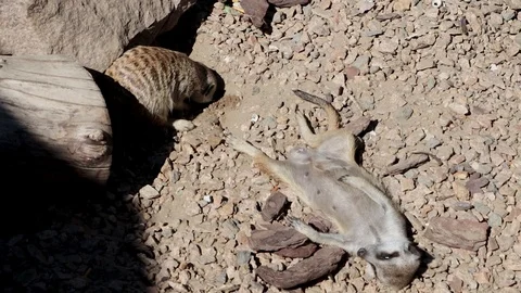 The gopher lies and pretends to be dead. Next to him digs a mink his confrere. T Video stock 93802611