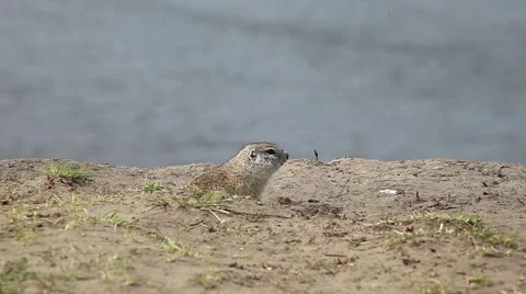 Gopher looking for food Stock Footage 64370090