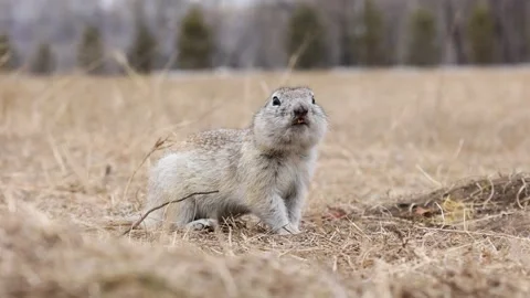 The gopher looks into the camera Stock Footage 173176682