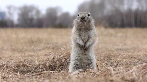 The gopher looks into the camera rodent nature Stock Footage 173176778