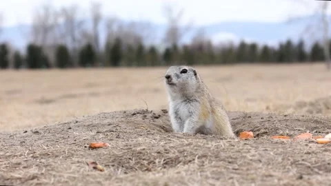 The gopher looks into the camera rodent nature Stock Footage 173178272