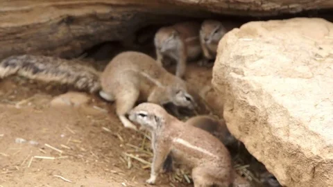 Gopher looks for enemies Stock Footage 74846404