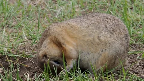 Gopher on the meadow Stock Footage 201258572