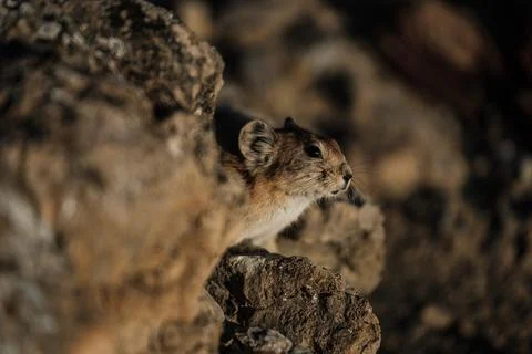 A gopher in the mountains cautiously peeks out from behind a rock Stock Photos