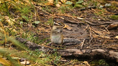 Gopher in nature Stock-Footage 98632869
