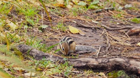 Gopher in nature Stock-Footage 102183699