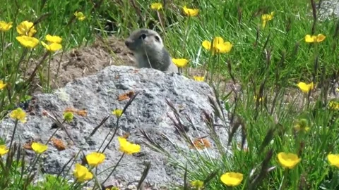 Gopher in nature Stock Footage 147729753