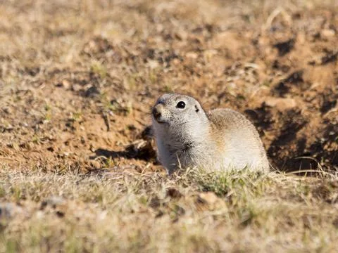 Gopher or Ground squirrel looking out from his hole. Stock Photos