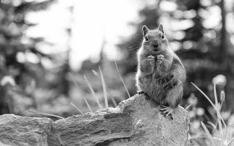Gopher or squirrel outdoor. Wild animal in nature. Squirrel on the ground Stock Photos
