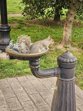 Gopher or squirrel rodent sitting at street drinking water fountain outdoor Stock Photos