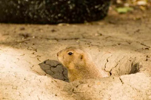 Gopher Peaking out of its Hole Stock Photos