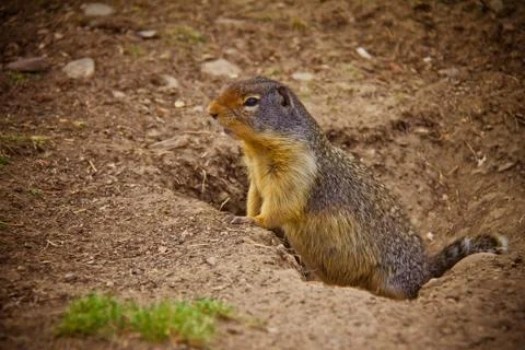 GOPHER PEERING FROM HOLE IN GROUND Stock Photos