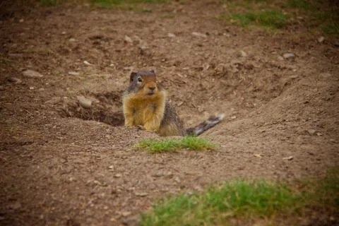 GOPHER PEERING FROM HOLE IN GROUND Stock Photos