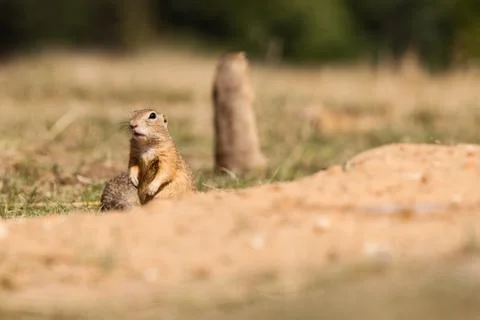 Gopher Stock Photos