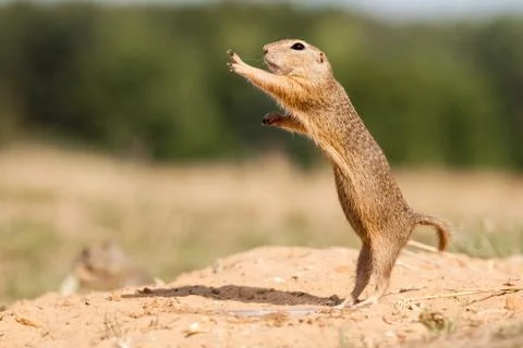 Gopher Stock Photos