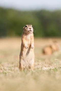 Gopher Stock Photos