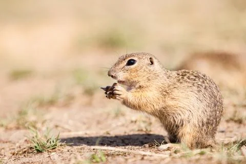 Gopher Foto stock
