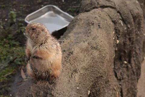Gopher Stock Photos